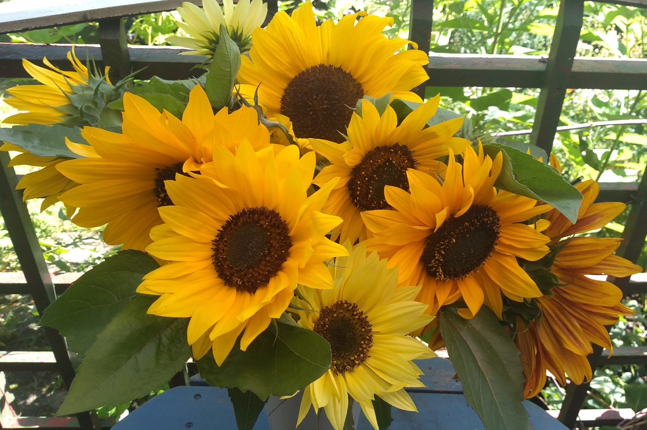 Sunflowers for cut flowers.