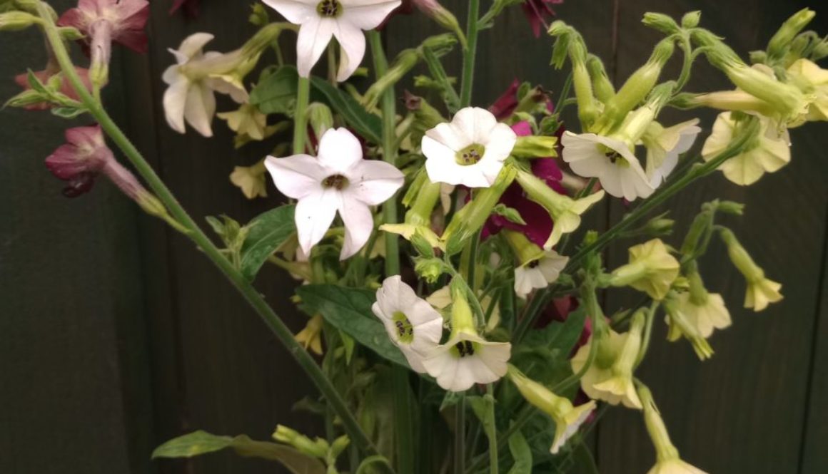 Nicotiana for your cut flower patch