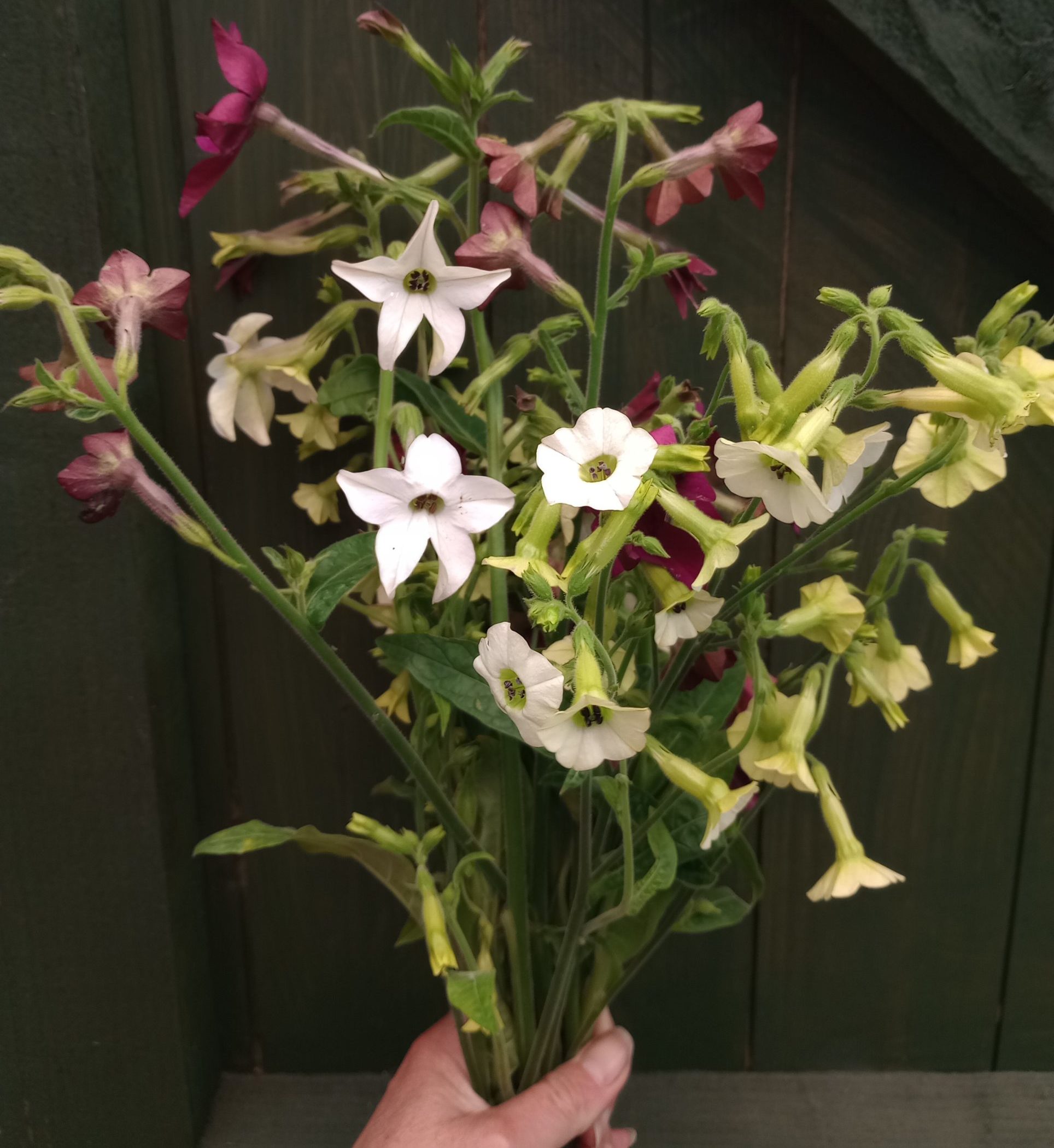 Nicotiana for your cut flower patch
