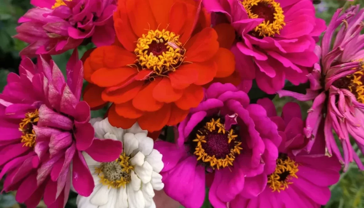 Jewels of the Cut flower patch – Zinnias