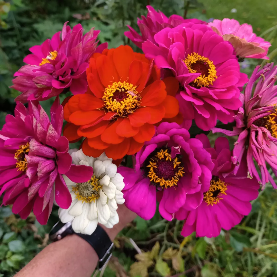 Jewels of the Cut flower patch – Zinnias