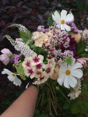 The Cut Flower garden in August