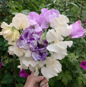 New sweet pea varieties in the Higgledy Garden range