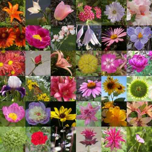 Grow Flowers. Why, Which and How To. – Higgledy Garden