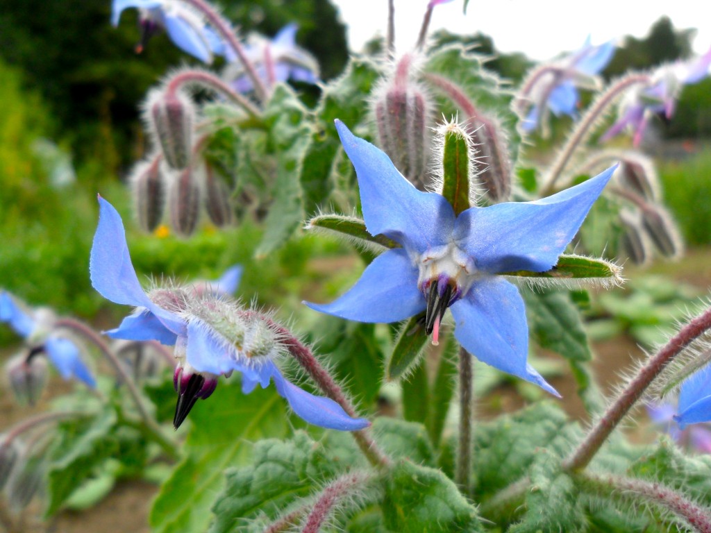 Tasty edible flower, borage. - Higgledy Garden