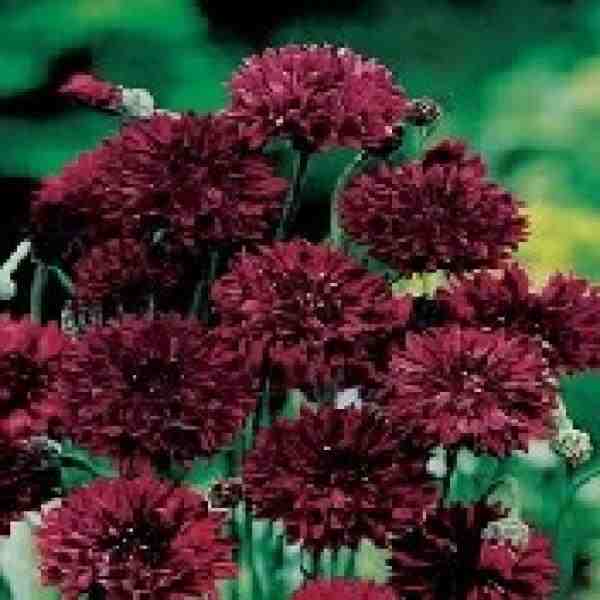 Black Cornflowers – Higgledy Garden