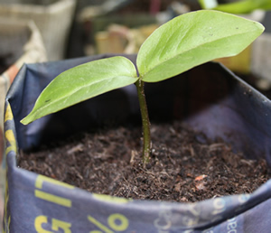 cobaea-scandens-seedling – Higgledy Garden