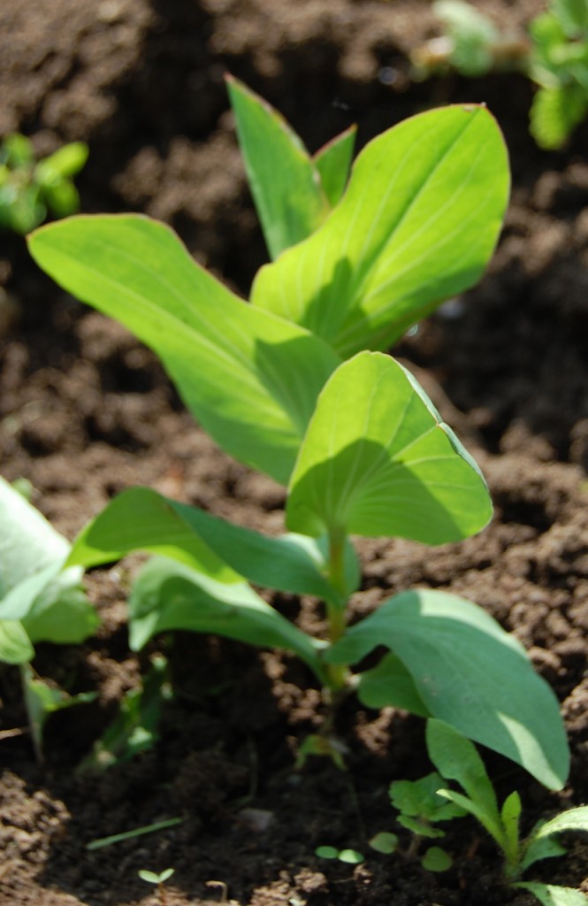 Bupleurum Seedling