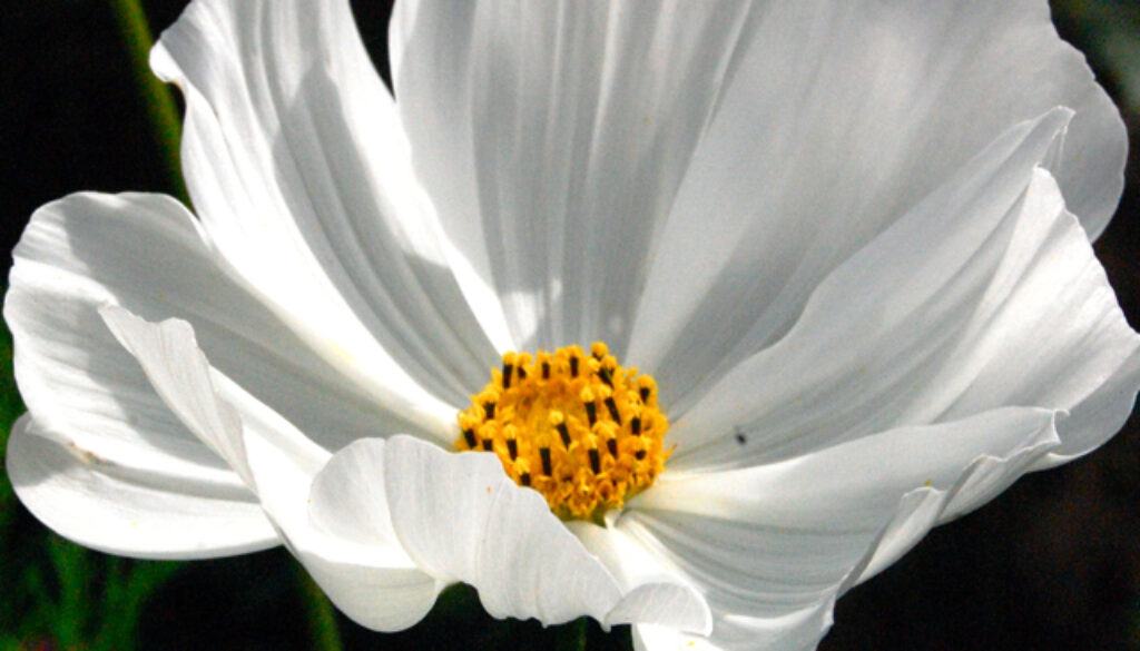 Growing Cosmos from seed. A Higgledy Ramble. Growing Cosmos from seed. A Higgledy Ramble.