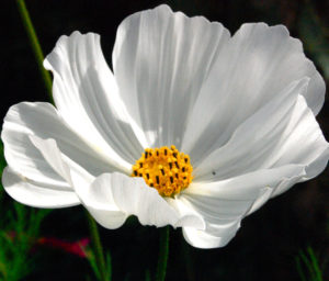 Growing Cosmos from seed. A Higgledy Ramble.