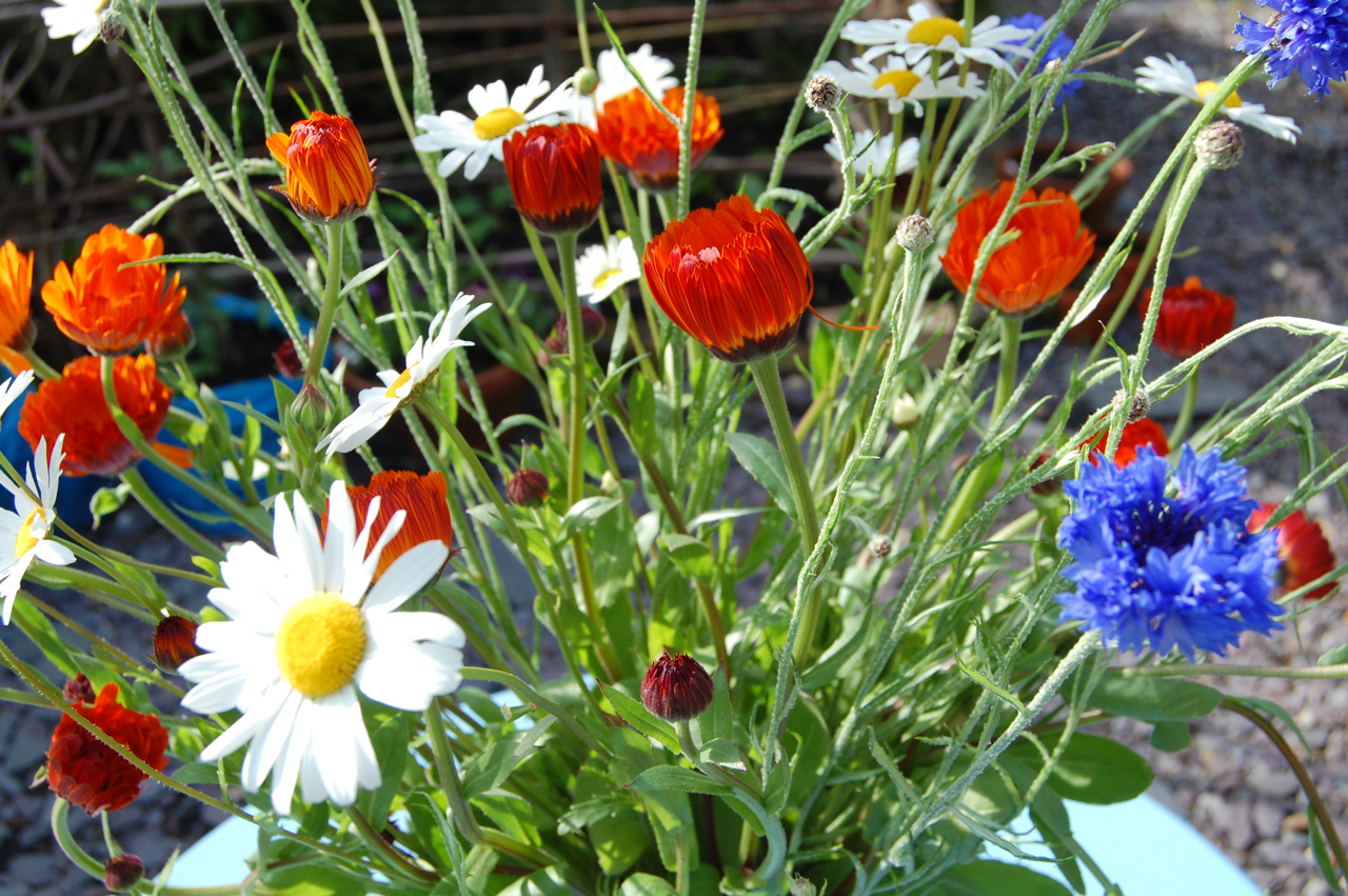 calendula & cornflowers – Higgledy Garden