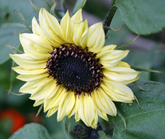 Helianthus ‘valentine’ – Higgledy Garden