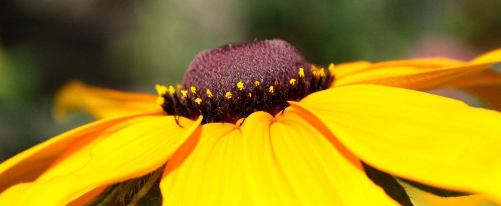 Rudbeckia marmalade stamens