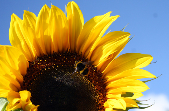 Sunflower and bee – Higgledy Garden