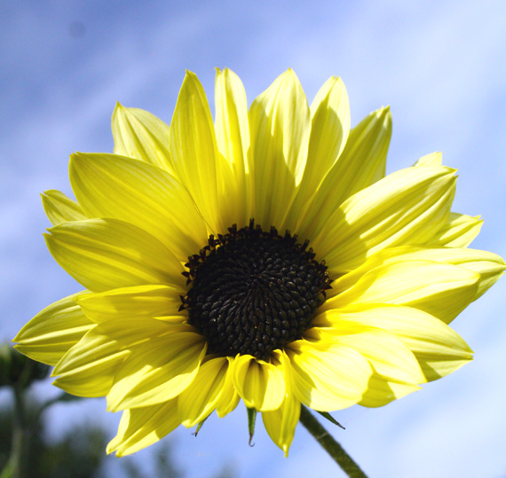 Helianthus ‘Vanilla Ice’ – Higgledy Garden