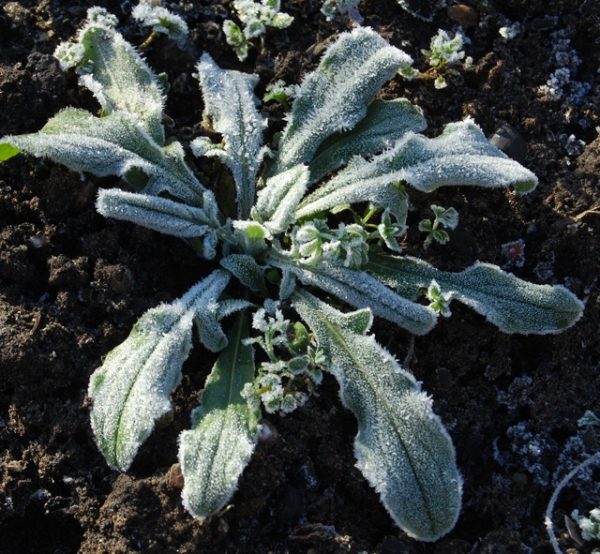 Cornflower seedling Higgledy Garden