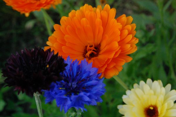 Edible flowers – Higgledy Garden