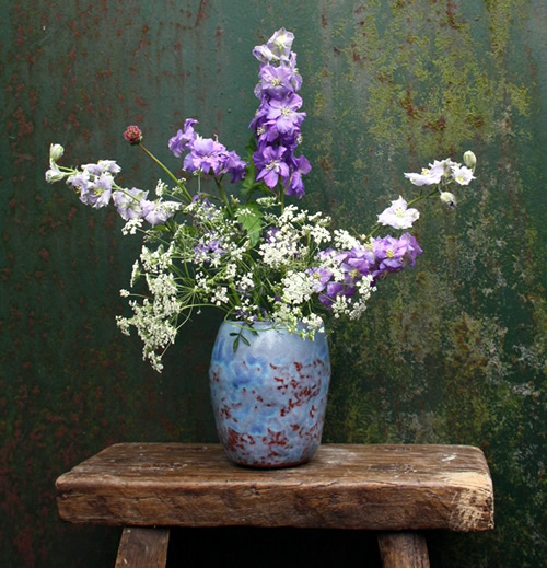 ammi-majus-higgledy-garden