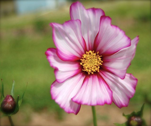 Cosmos Candy Stripe Seed Higgledy Garden