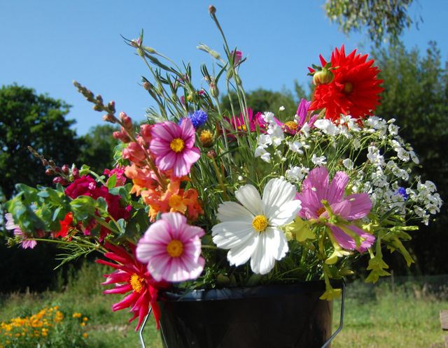 British Flowers Online – Higgledy Garden