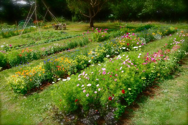 Growing Calendula For Your Cut Flower Patch – Higgledy Garden