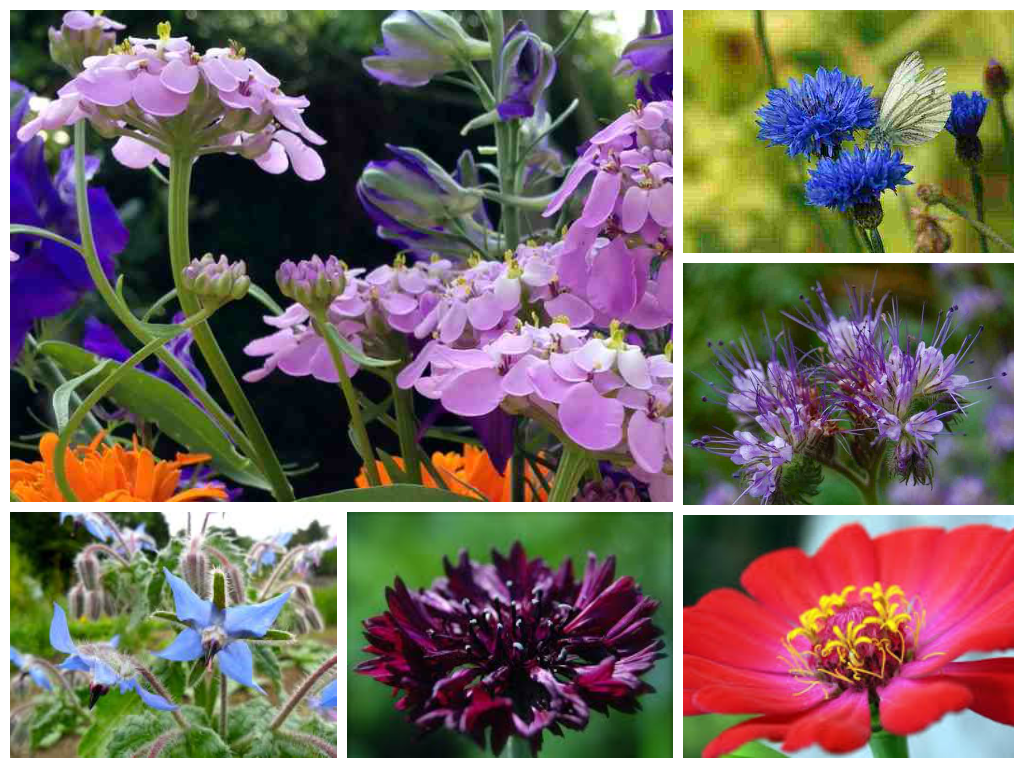 Sowing Up A Bed Of Bee Friendly Annual Flowers. – Higgledy Garden