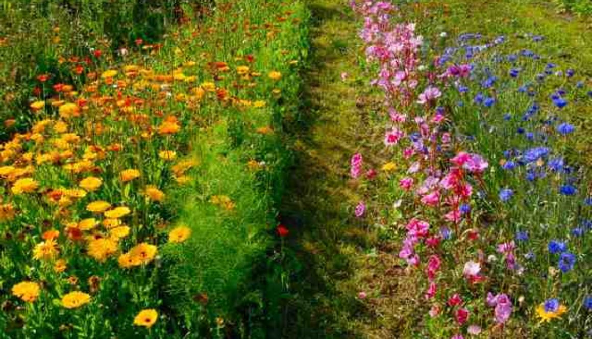 Ten Tips To Sow And Grow Hardy Annual Flowers In September.