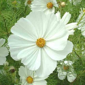 The mighty and beautiful Cosmos 'Purity'.