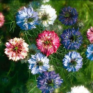 Nigella 'Persian Jewels'