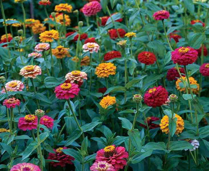 Growing Zinnias From Seed.