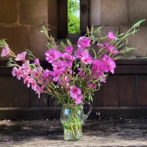Godetia 'Crown'