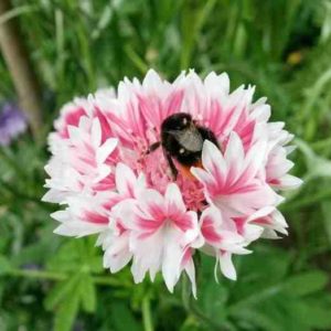 Centaurea Cynus – Cornflowers ‘Classic Romantic’