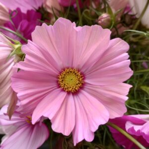 Cosmos 'Sensation'