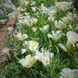 Eschscholzia 'Ivory Castle'