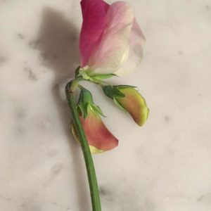 Sent from Carolyn Thompson. Carolyn's first sweet pea of the season...looks like 'Painted Lady'...super groovy.
