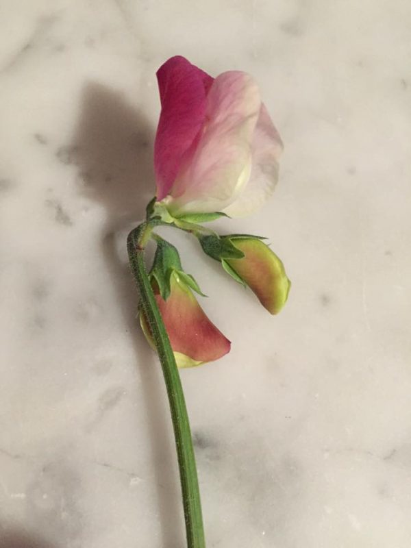 Sweet Pea 'Painted Lady'