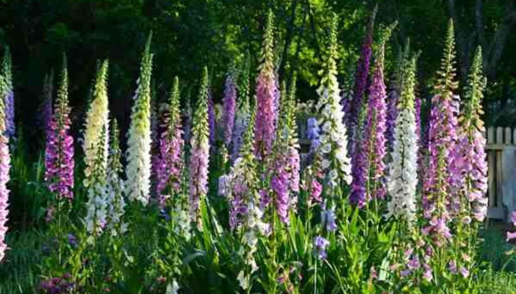 How to grow the best biennial flowers from seed. How to grow the best biennial flowers from seed.