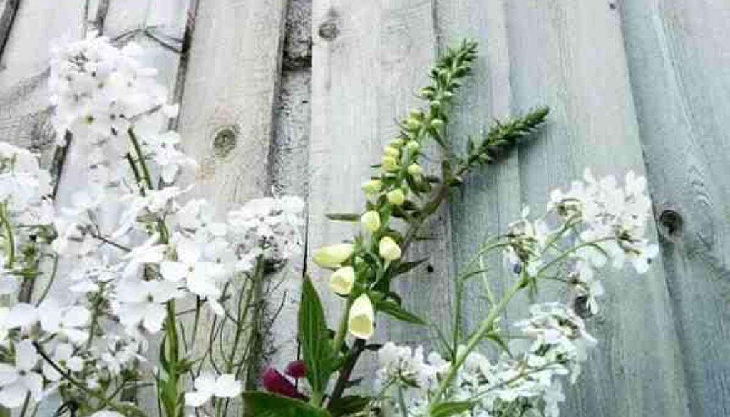 A Biennial Flower Bed in Moonlight Hues. A Biennial Flower Bed in Moonlight Hues.