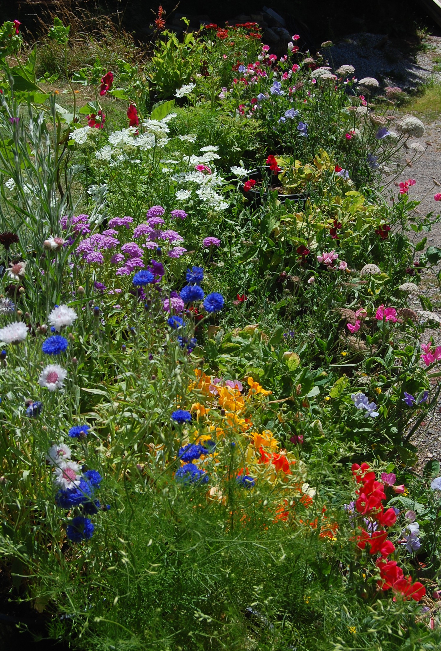 cut flower patch in containers? – higgledy garden
