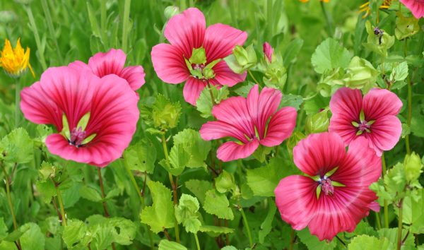 Malope, bright pink flowering plant.