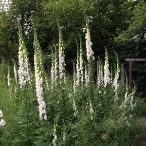 Digitalis. Foxglove 'Alba'