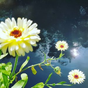 Calendula. 'Ice Maiden'. AKA 'Snow Princess'