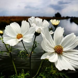 Cosmos 'Purity'