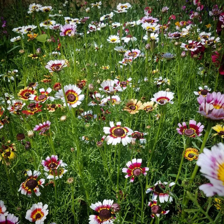 Chrysanthemum ‘Rainbow Hippy Lovechild’ Higgledy Garden