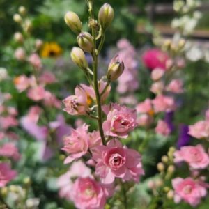Larkspur 'Giant Hyacinth'