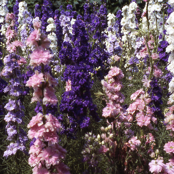 Beautiful upright flower spikes of Larkspur in lilac, blues and white