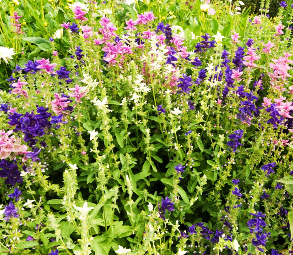 Salvia viridis. Painted Sage. – Higgledy Garden