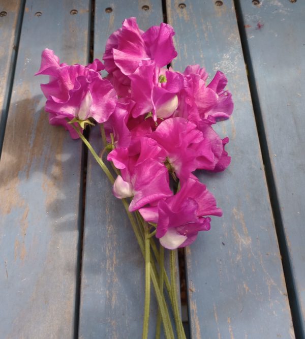 Sweet Pea 'Eclipse'.