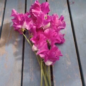 Sweet Pea 'Eclipse'.