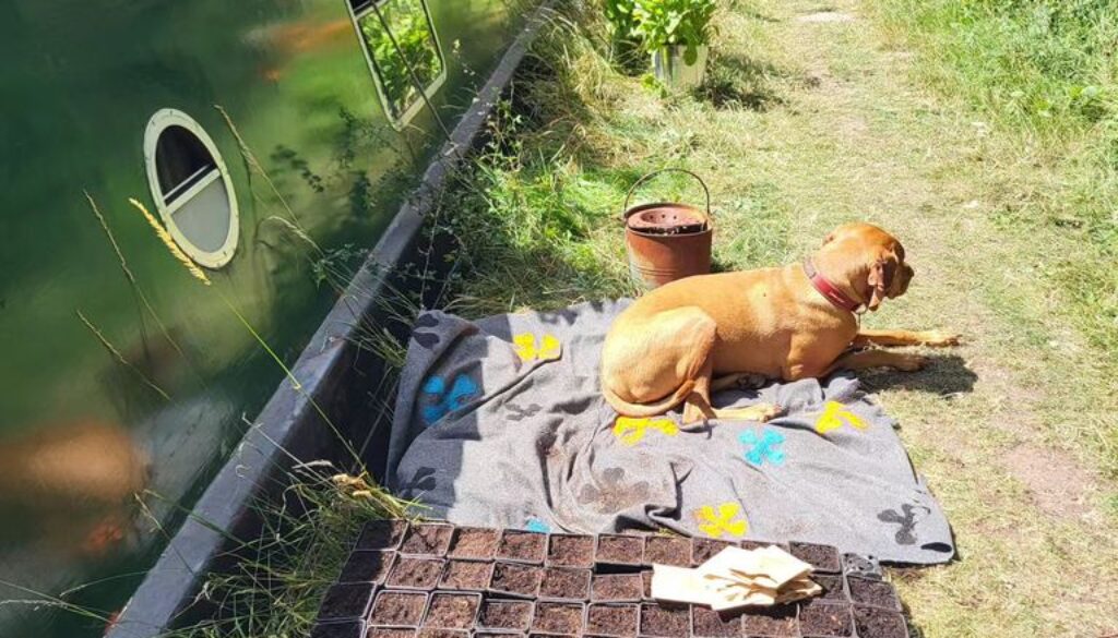 Seven reasons to be sowing biennials in June and July.